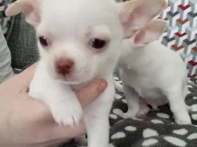 Chihuahua Smooth Coat