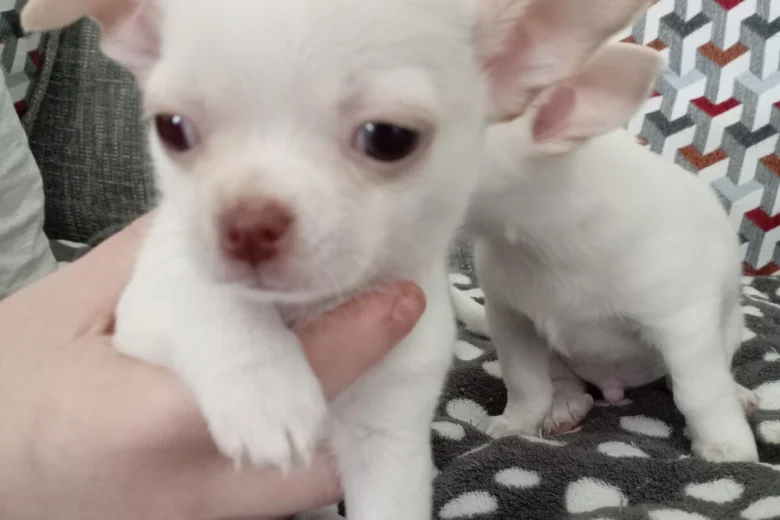 Chihuahua Smooth Coat