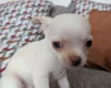 Chihuahua Smooth Coat