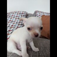 Chihuahua Smooth Coat