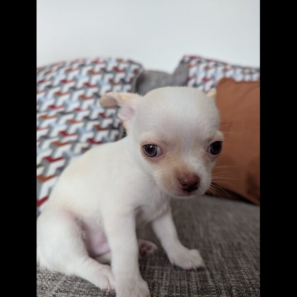 Chihuahua Smooth Coat