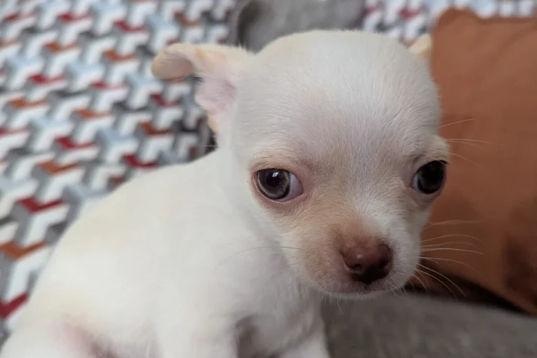 Chihuahua Smooth Coat