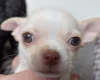 Chihuahua Smooth Coat