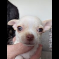 Chihuahua Smooth Coat