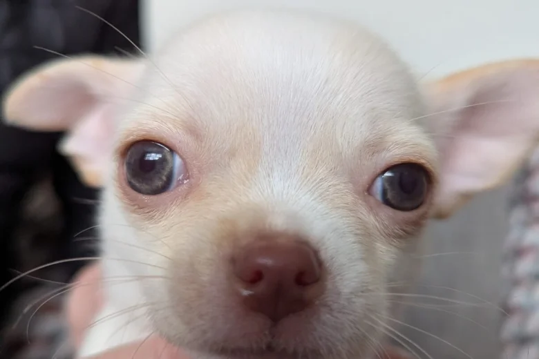 Chihuahua Smooth Coat
