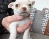 Chihuahua Smooth Coat