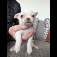 Chihuahua Smooth Coat