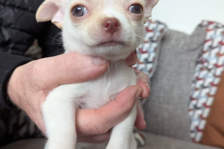 Chihuahua Smooth Coat