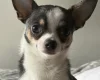 Chihuahua Smooth Coat