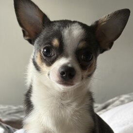 Chihuahua Smooth Coat