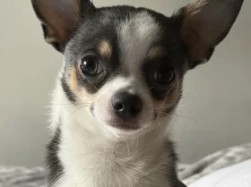 Chihuahua Smooth Coat