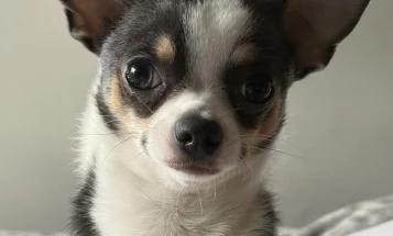 Chihuahua Smooth Coat