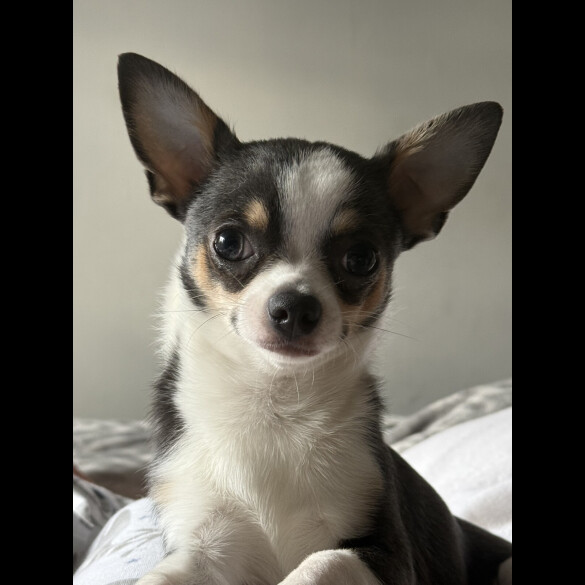 Chihuahua Smooth Coat