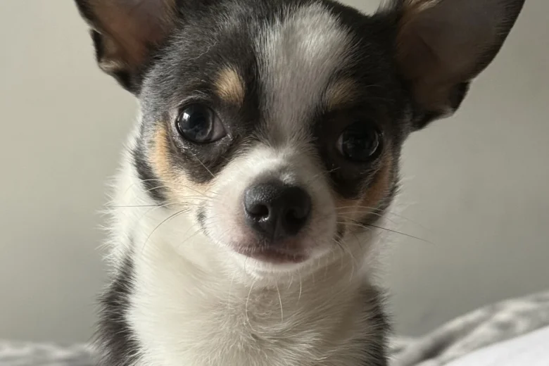 Chihuahua Smooth Coat