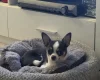 Chihuahua Smooth Coat