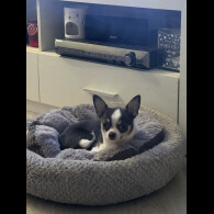 Chihuahua Smooth Coat