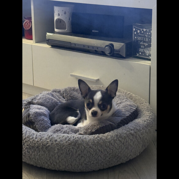 Chihuahua Smooth Coat