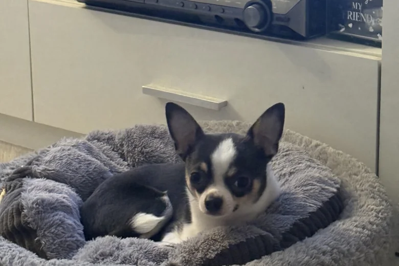 Chihuahua Smooth Coat