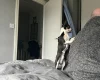 Chihuahua Smooth Coat