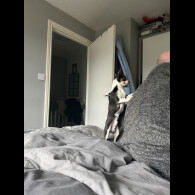 Chihuahua Smooth Coat