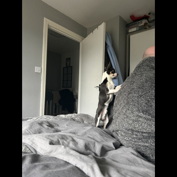 Chihuahua Smooth Coat