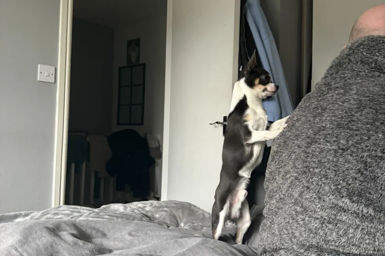 Chihuahua Smooth Coat