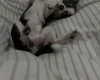 Chihuahua Smooth Coat