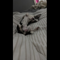 Chihuahua Smooth Coat