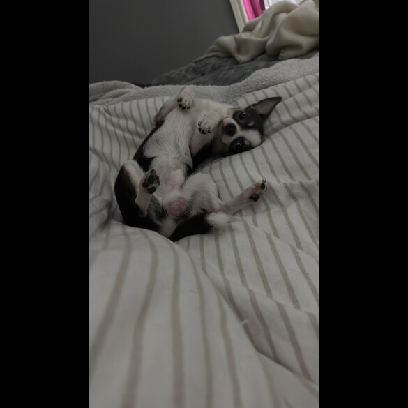 Chihuahua Smooth Coat