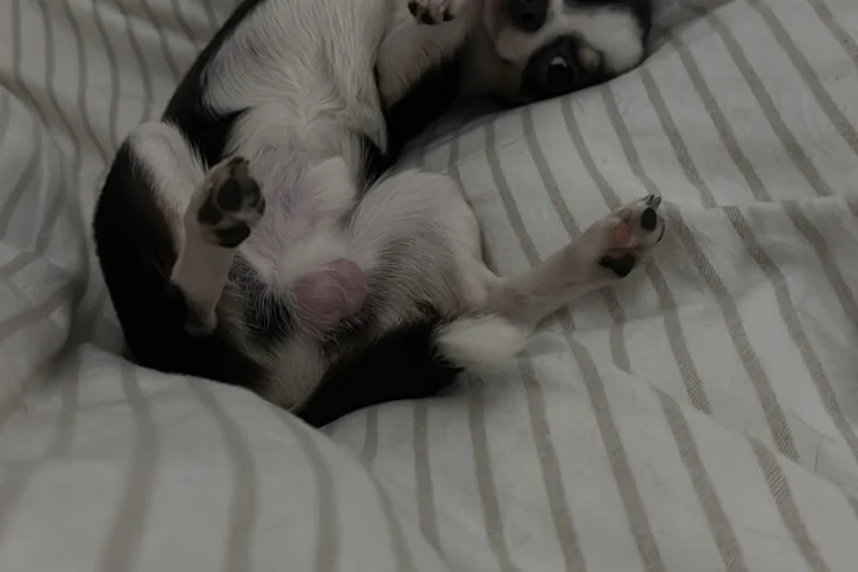 Chihuahua Smooth Coat