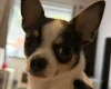 Chihuahua Smooth Coat