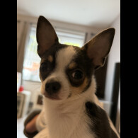 Chihuahua Smooth Coat