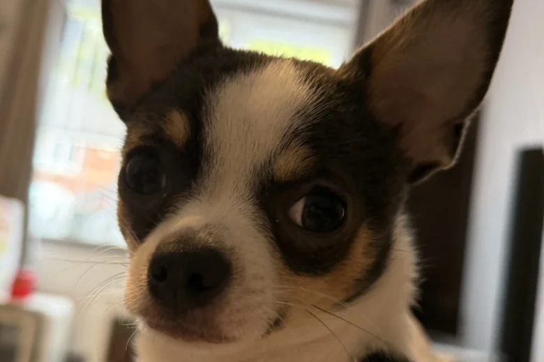 Chihuahua Smooth Coat