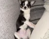 Chihuahua Smooth Coat