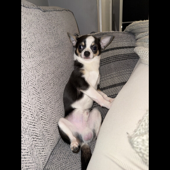 Chihuahua Smooth Coat