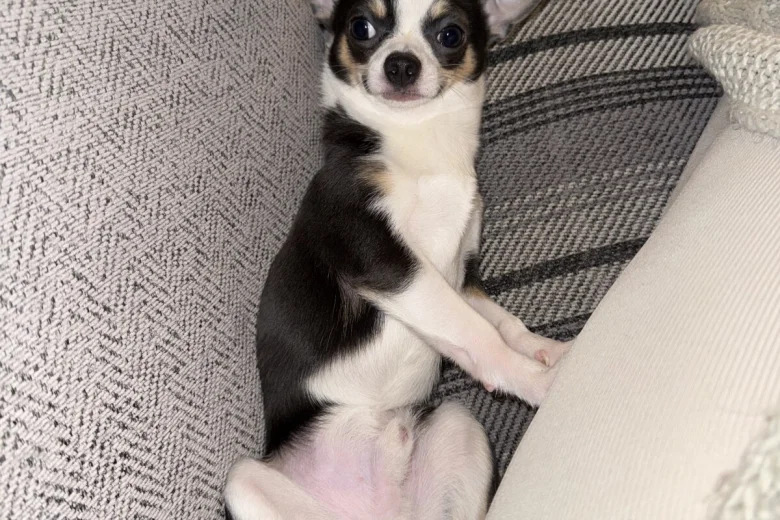 Chihuahua Smooth Coat