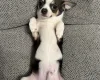 Chihuahua Smooth Coat