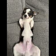 Chihuahua Smooth Coat