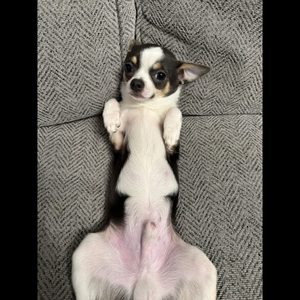 Chihuahua Smooth Coat