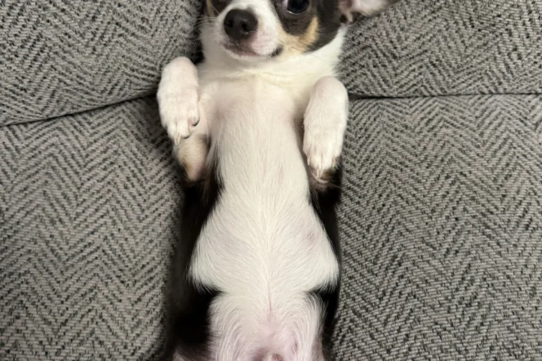 Chihuahua Smooth Coat