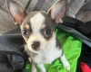 Chihuahua Smooth Coat