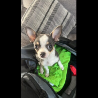 Chihuahua Smooth Coat