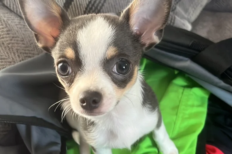 Chihuahua Smooth Coat