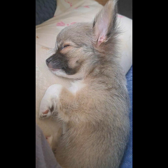 Chihuahua