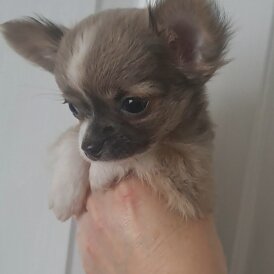 Chihuahua
