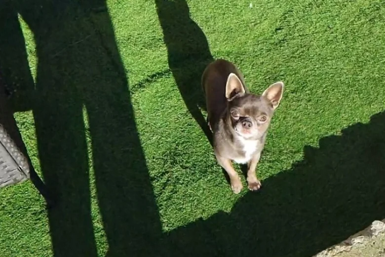Chihuahua