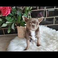 Chihuahua