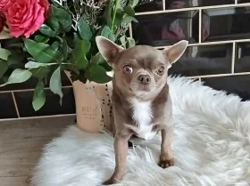 Chihuahua