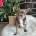 Chihuahua Smooth Coat