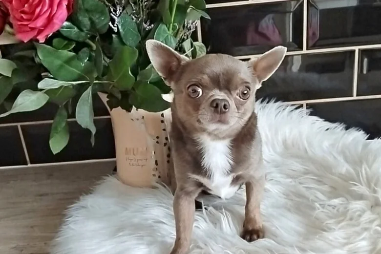 Chihuahua